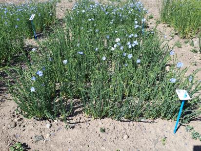 Click for 1 image(s) for this accession.